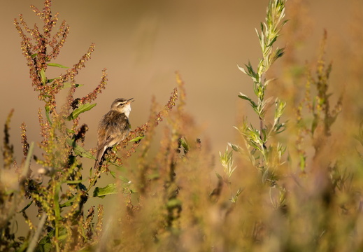 Rietzanger in de nieuwe driemanspolder