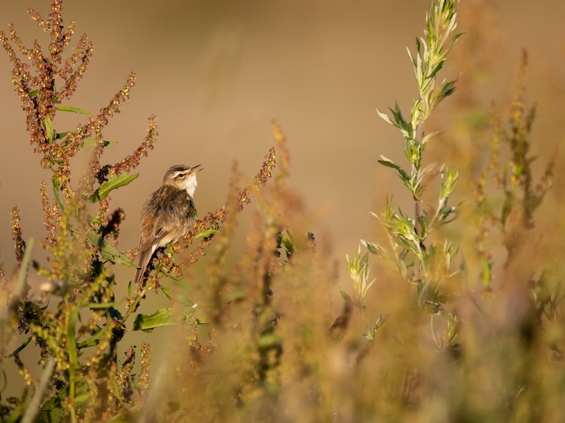 Rietzanger in de nieuwe driemanspolder