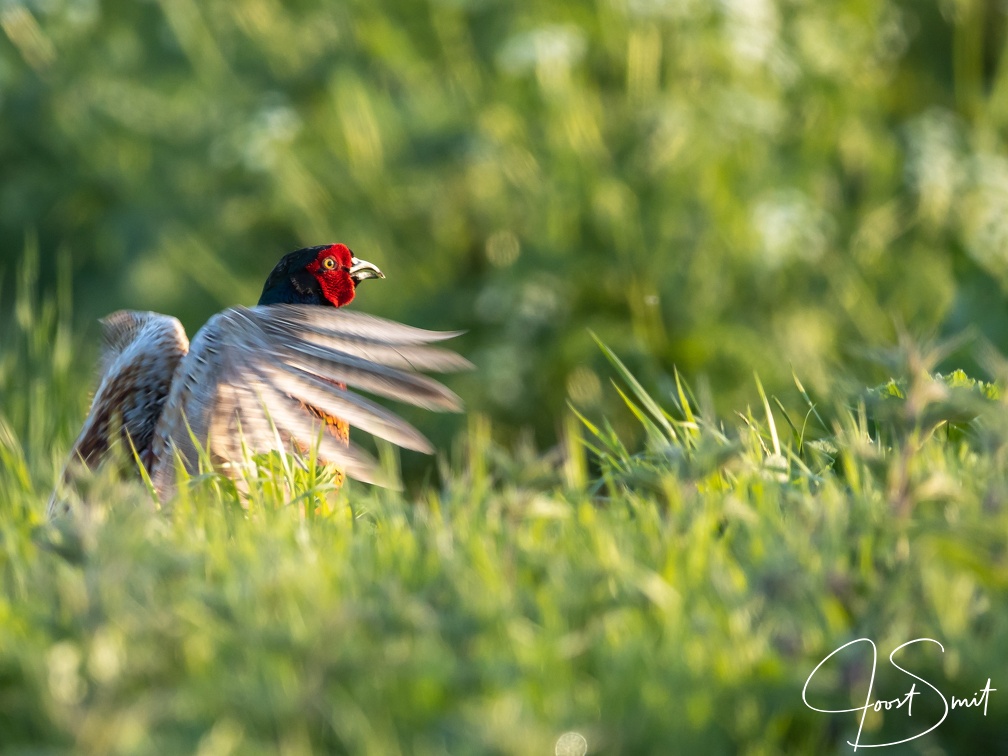 Fazant spreid z'n vleugels