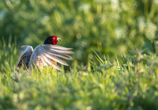 Fazant spreid z'n vleugels