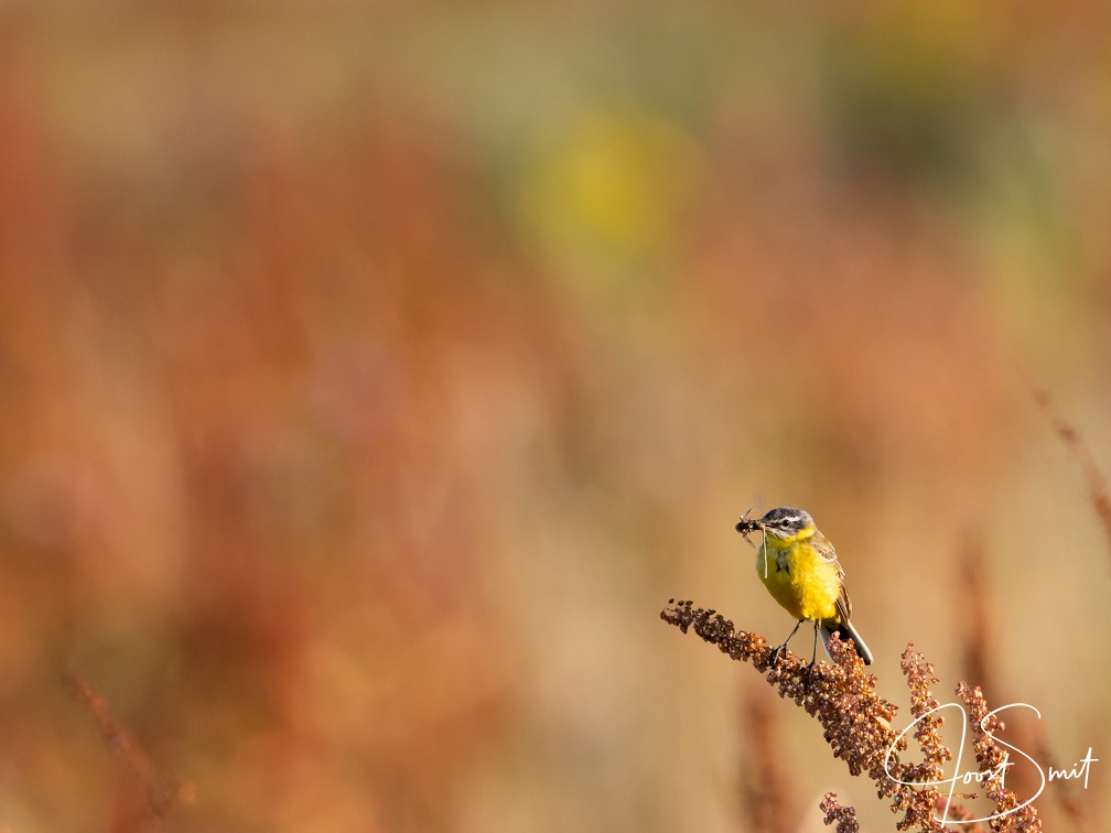 Gele kwikstaart in veld van rode zuring