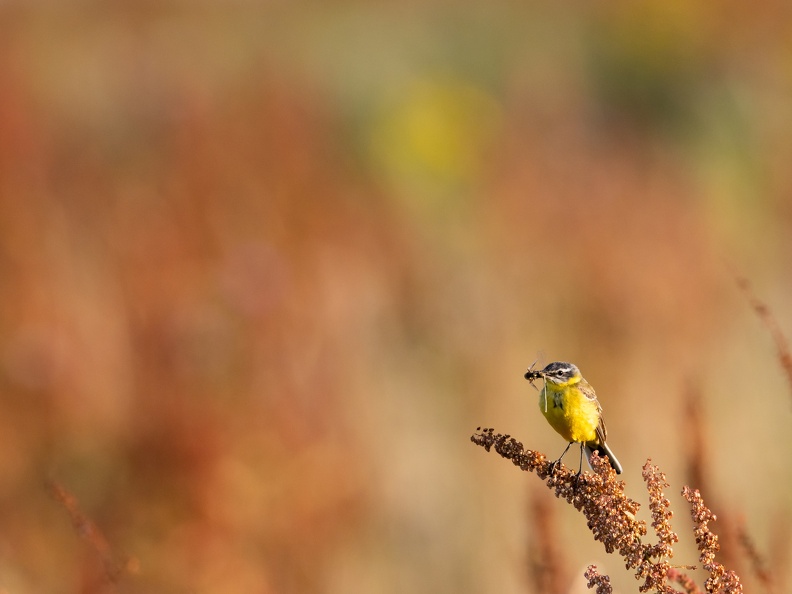 Gele kwikstaart in veld van rode zuring