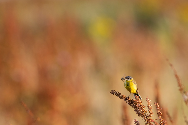 Gele kwikstaart in veld van rode zuring.jpg