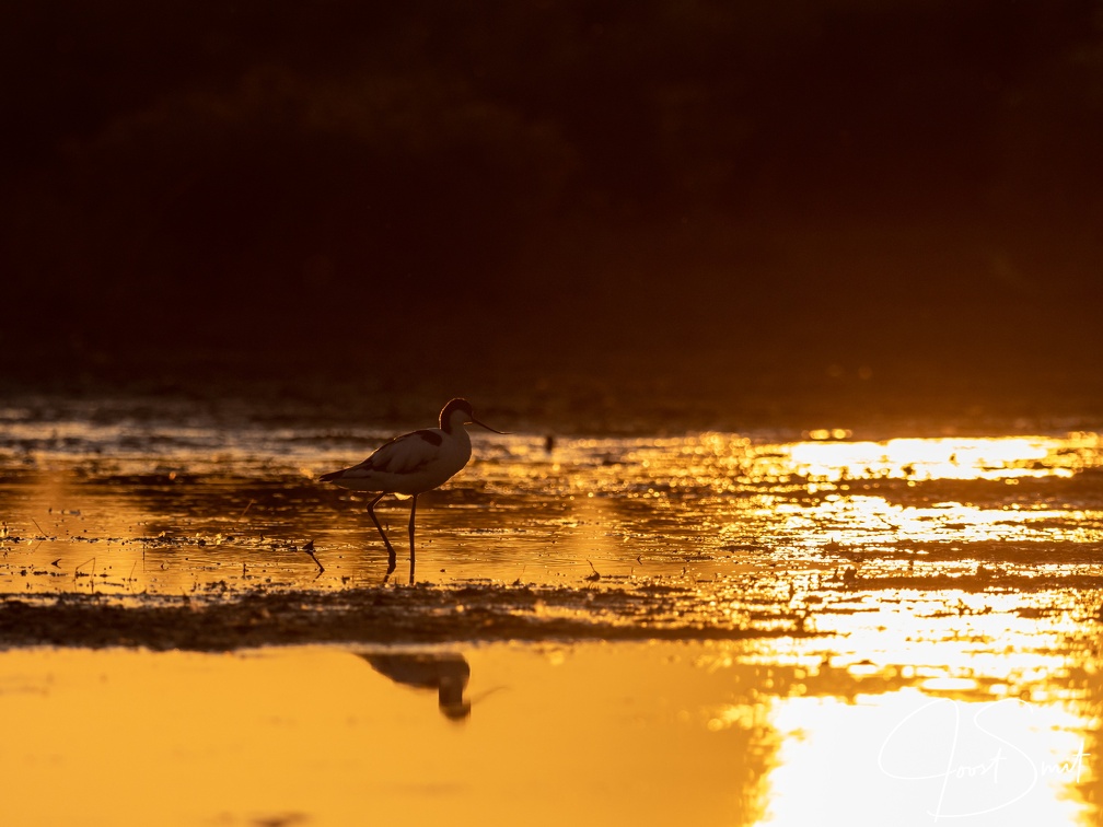 Kluut tegen zonsondergang