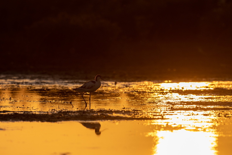 Kluut tegen zonsondergang.jpg
