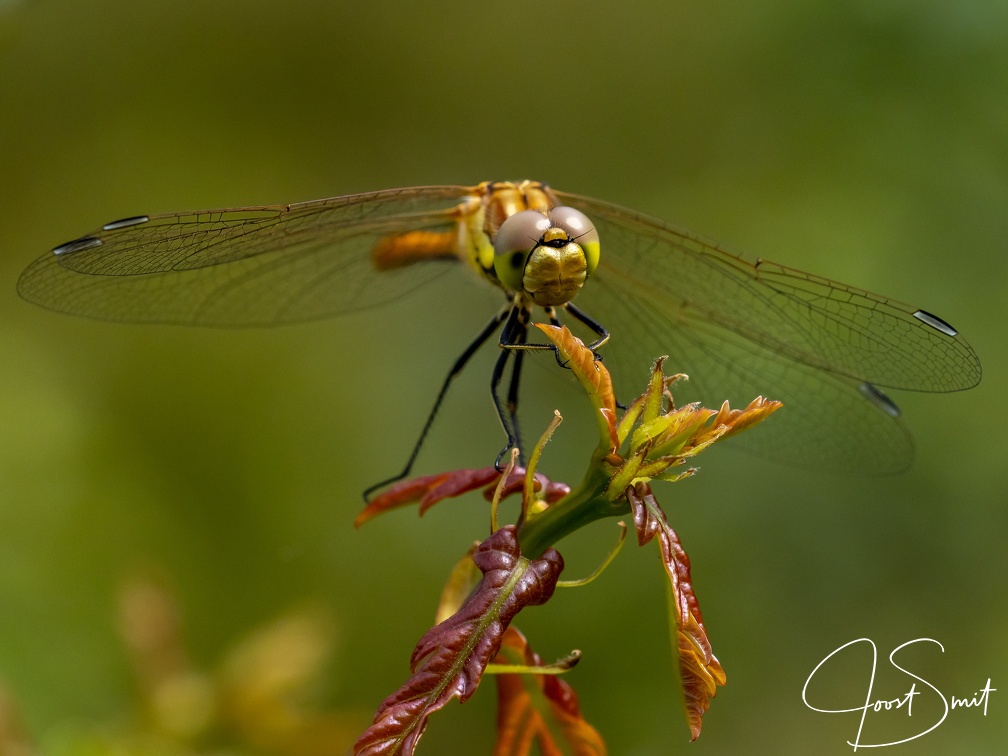 Bruinrode heidelibel