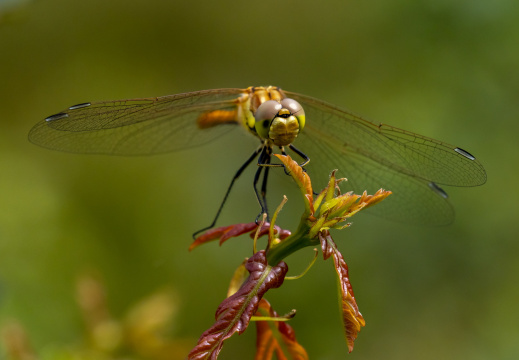 Bruinrode heidelibel