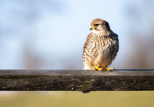 Torenvalk in de Nieuwe Driemanspolder