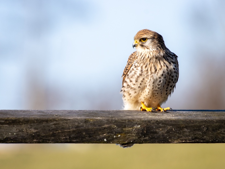 Torenvalk in de Nieuwe Driemanspolder