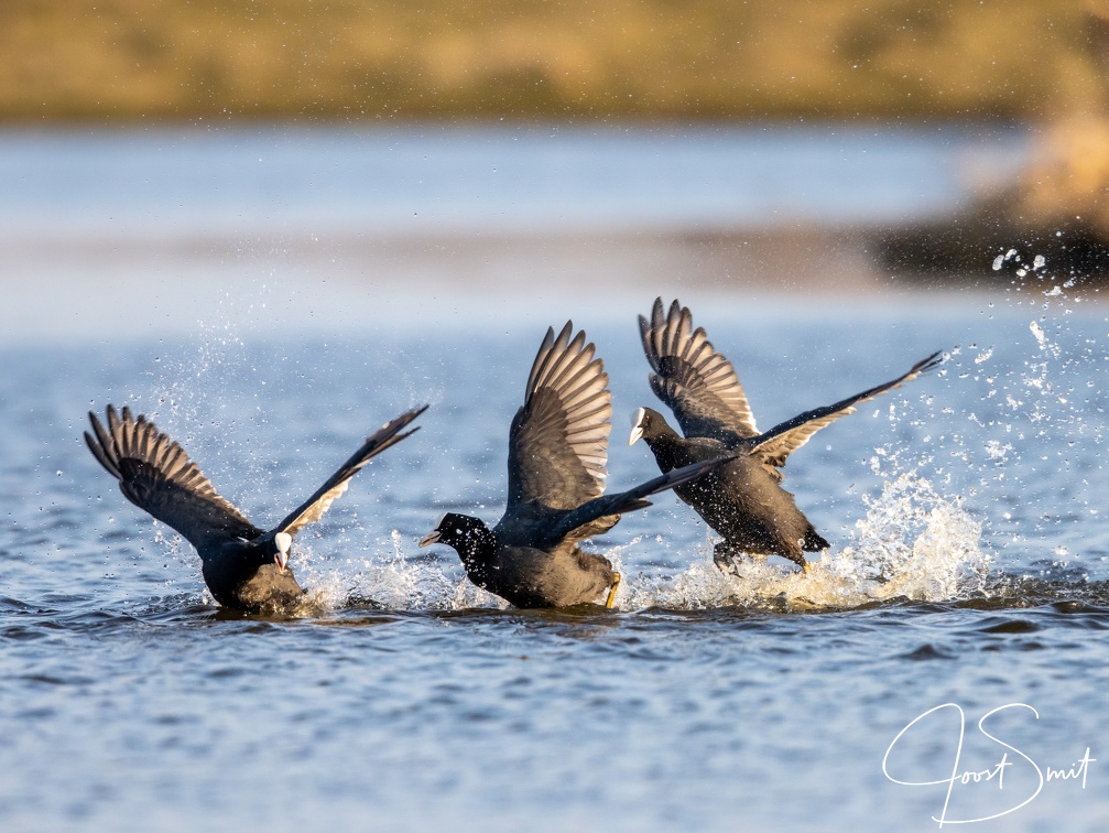 Meerkoeten in gevecht