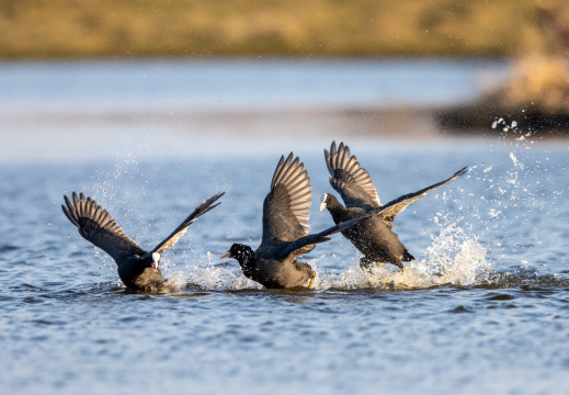 Meerkoeten in gevecht