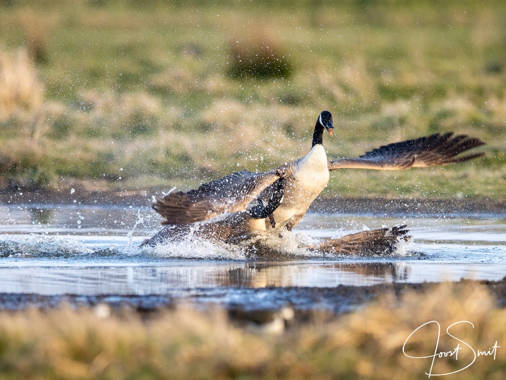 Canadese ganzen in gevecht