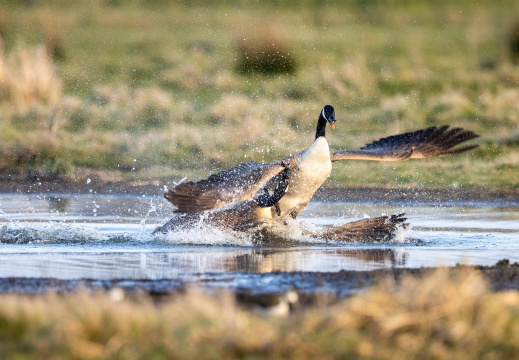 Canadese ganzen in gevecht