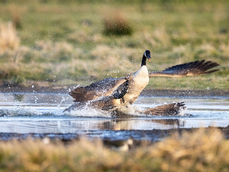 Canadese ganzen in gevecht