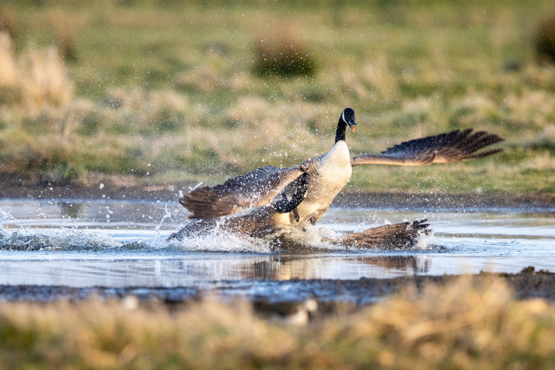 Canadese ganzen in gevecht.jpg