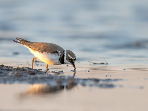 Little plover