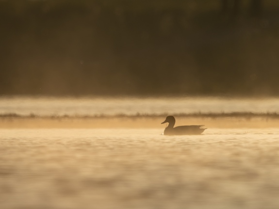 Gadwall in the mist