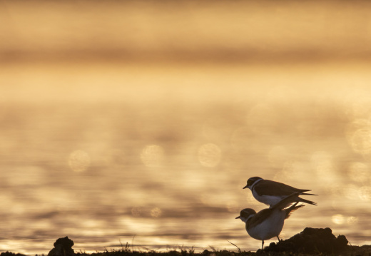 Kleine pleviertjes...