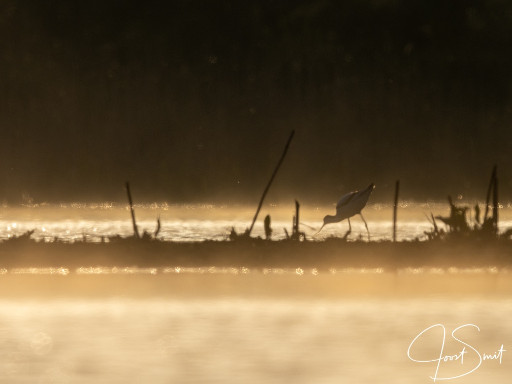 Kluut in de mistige avondzon
