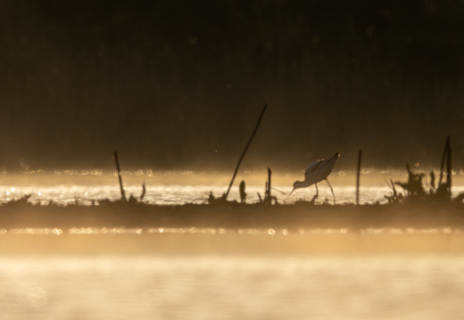 Kluut in de mistige avondzon