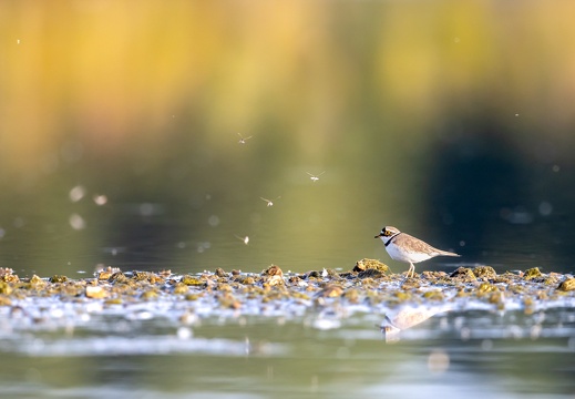 Kleine plevier in avondlicht