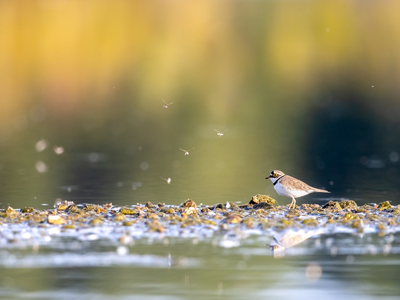Kleine plevier in avondlicht