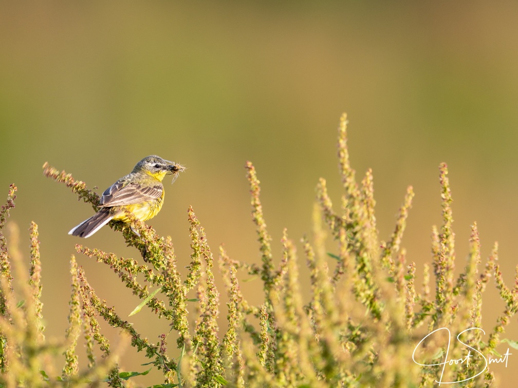 Gele kwikstaart met prooi