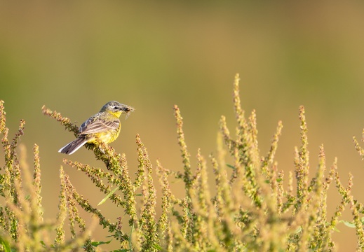 Gele kwikstaart met prooi