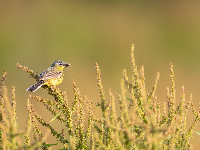 Gele kwikstaart met prooi