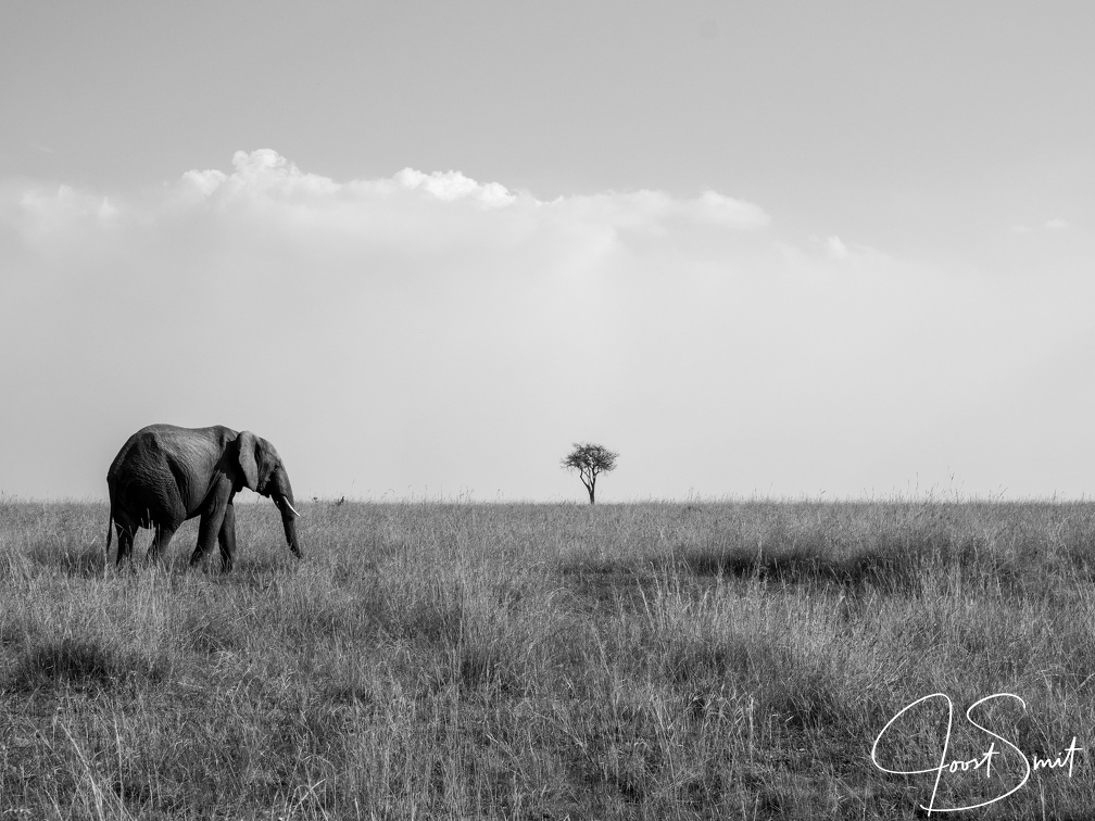 Classic Masai Mara