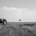 Classic Masai Mara