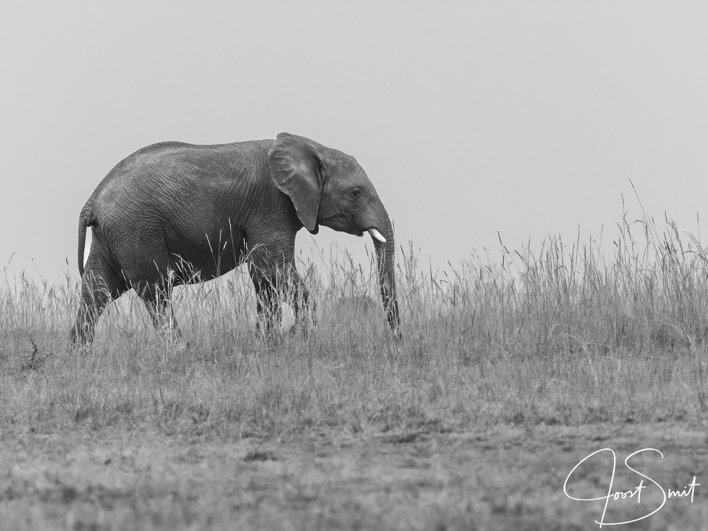 Elephant on the Ridge