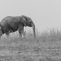 Elephant on the Ridge