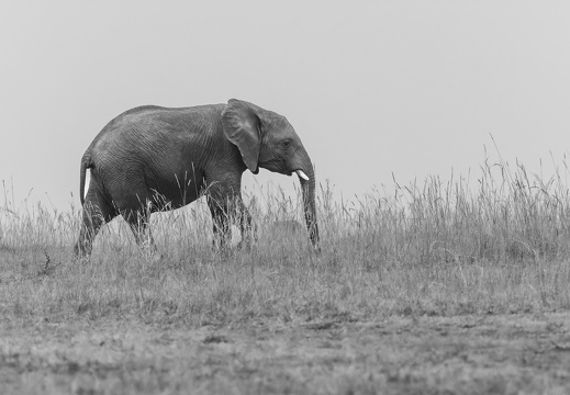 Elephant on the Ridge