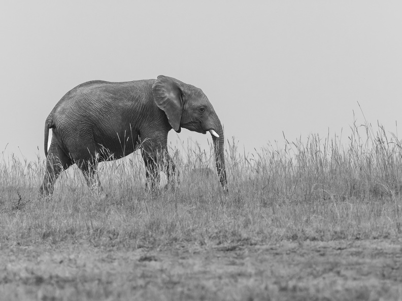 Elephant on the Ridge