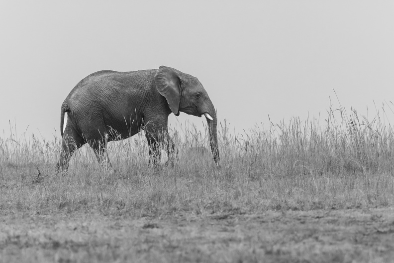 Elephant on the Ridge.jpg
