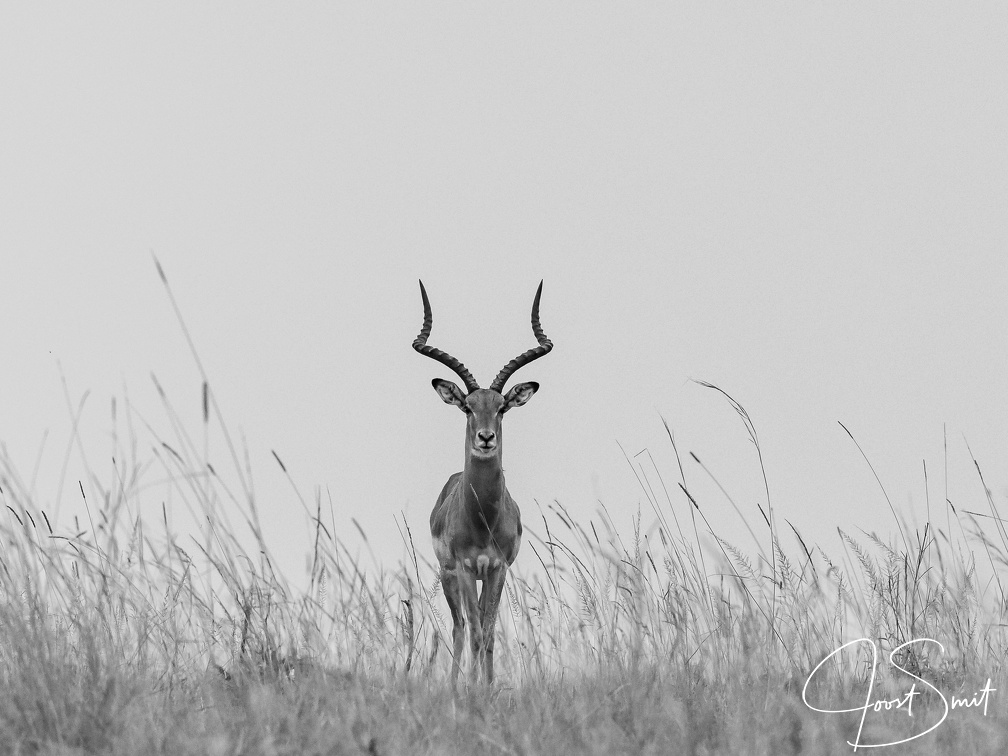 Impala in the grass