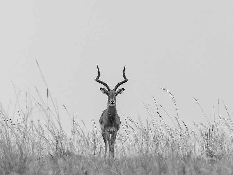Impala in the grass