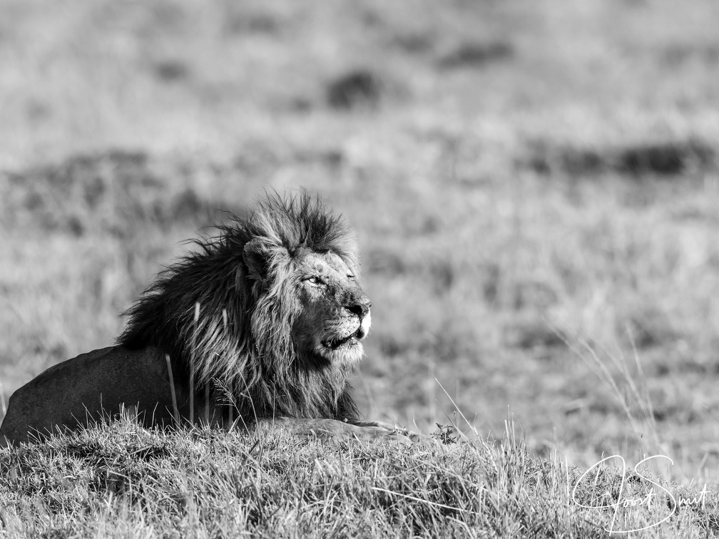King of the Mara