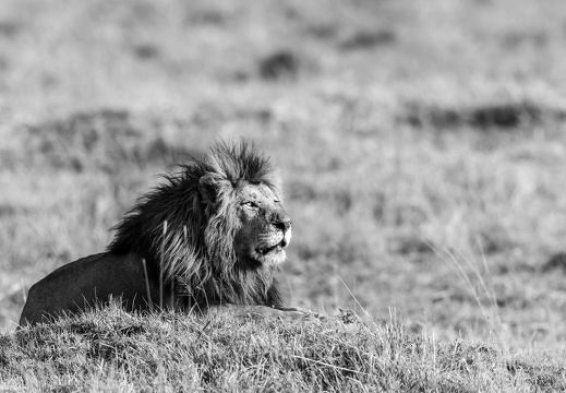 King of the Mara