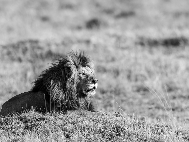King of the Mara