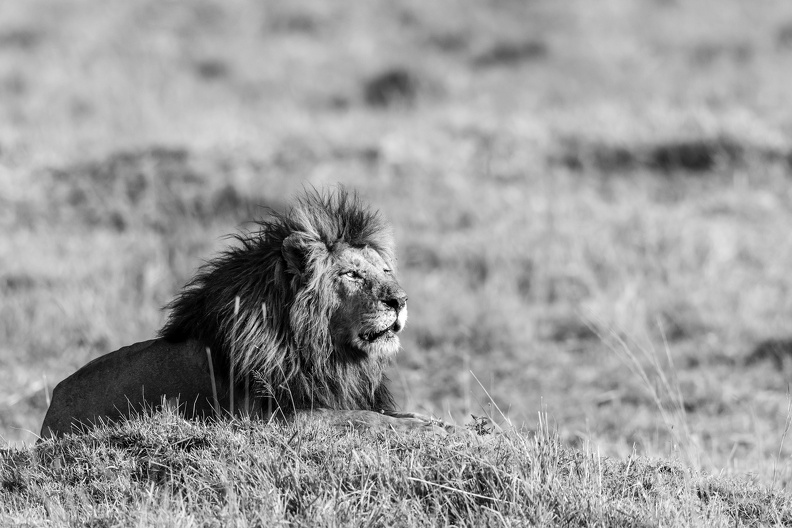 King of the Mara.jpg