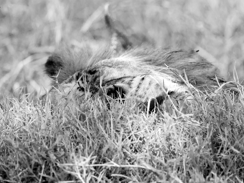 Big cat hiding in the grass