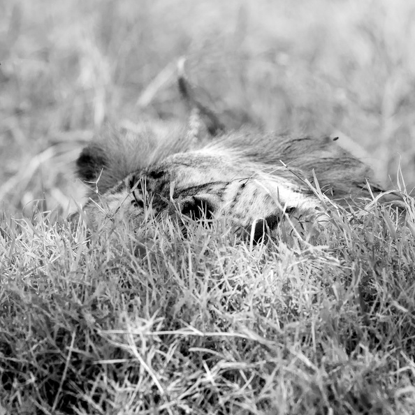 Big cat hiding in the grass.jpg