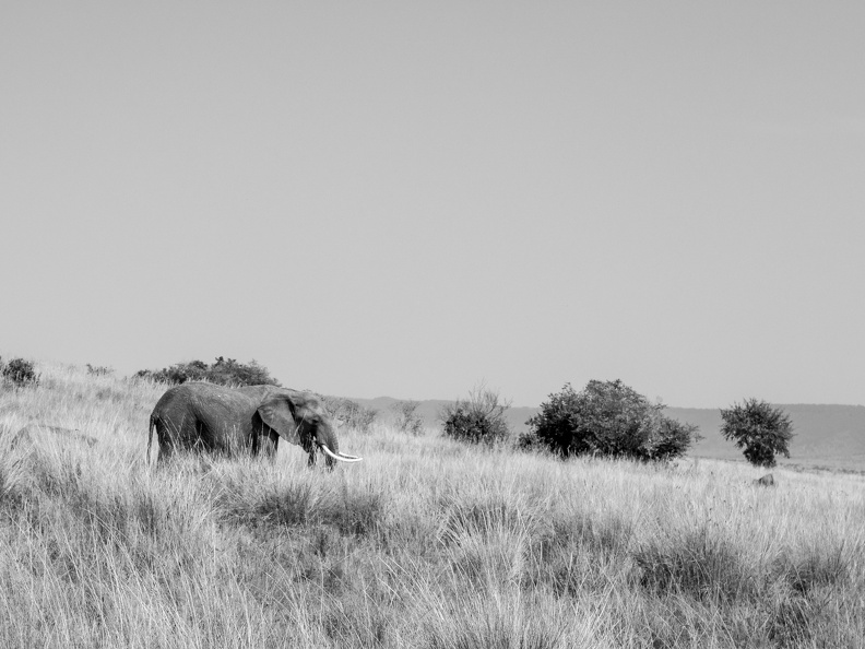 Lone Tusker in the Masai Mara
