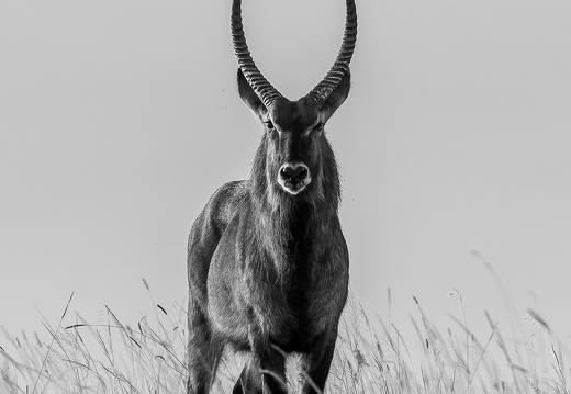 Waterbuck Male