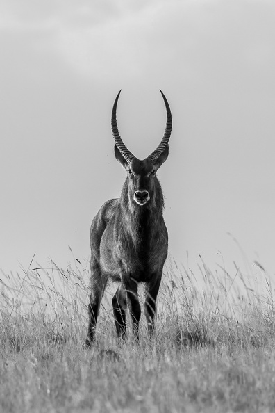 Waterbuck Male.jpg
