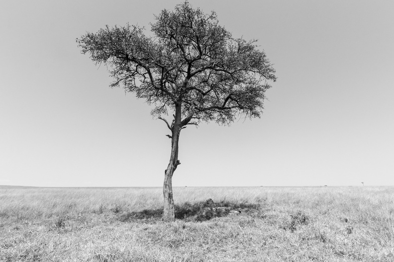 Lions in the shade.jpg