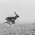 Running Waterbuck