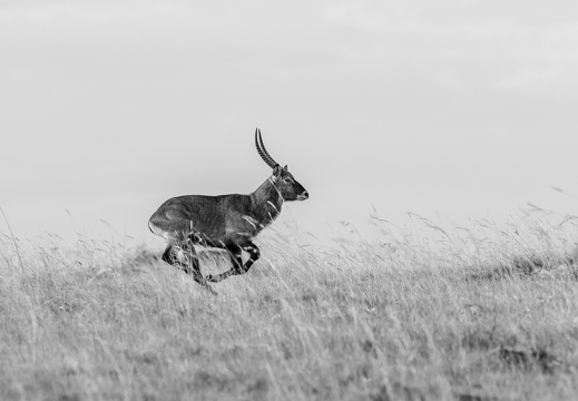 Running Waterbuck